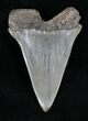 Very Large Fossil Mako Shark Tooth #20544-1